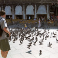 Pigeons.jpg