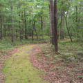 Woodland Trail 1.jpg