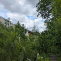 Path down to Crum Creek.jpg